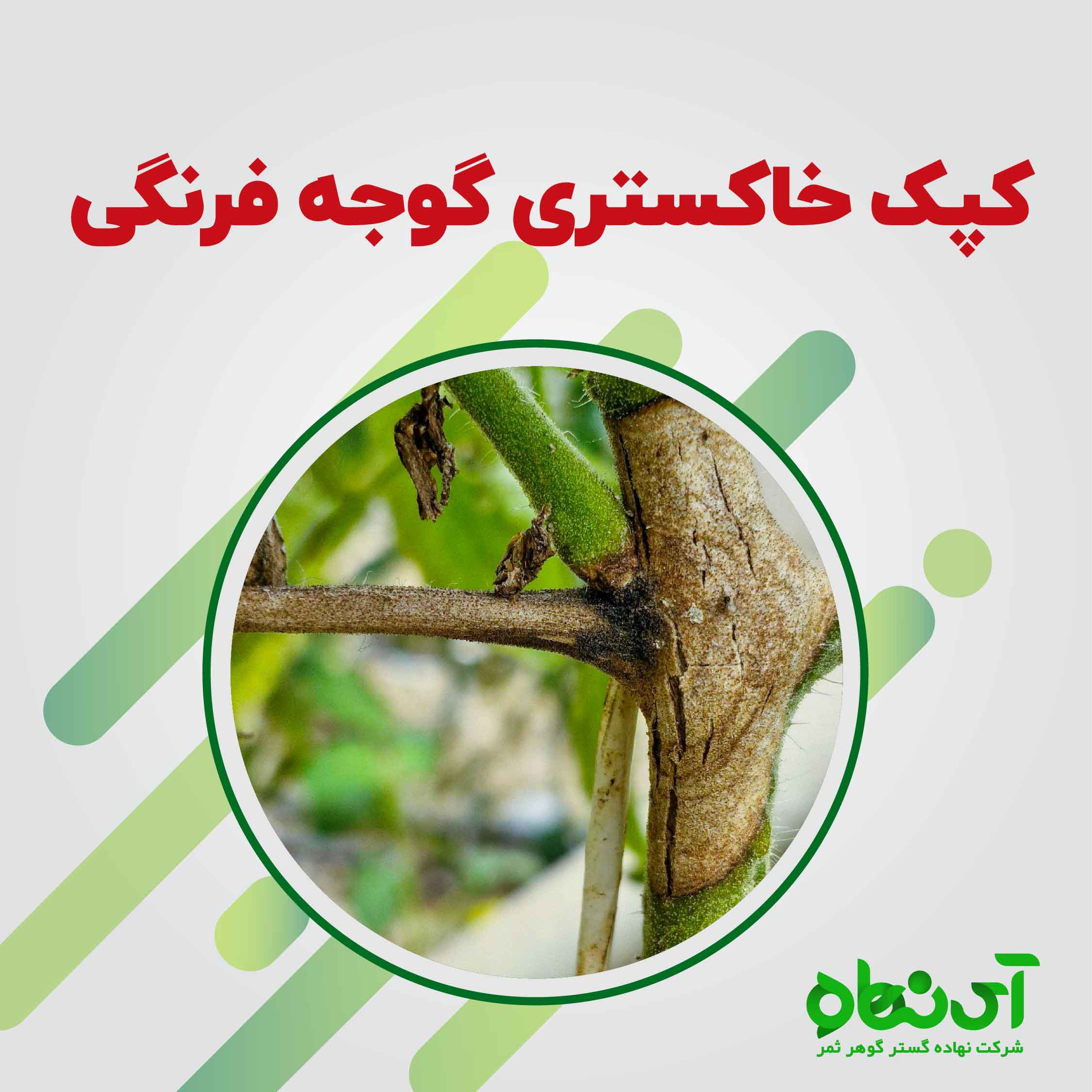 کپک خاکستری گوجه فرنگی